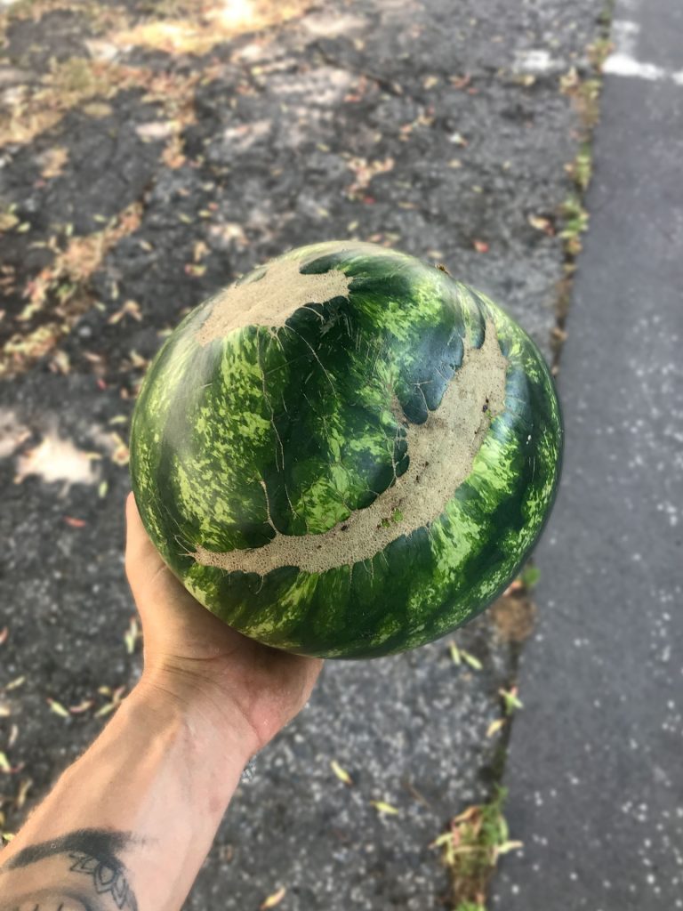sladký melón