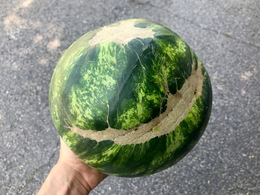 watermelon scar