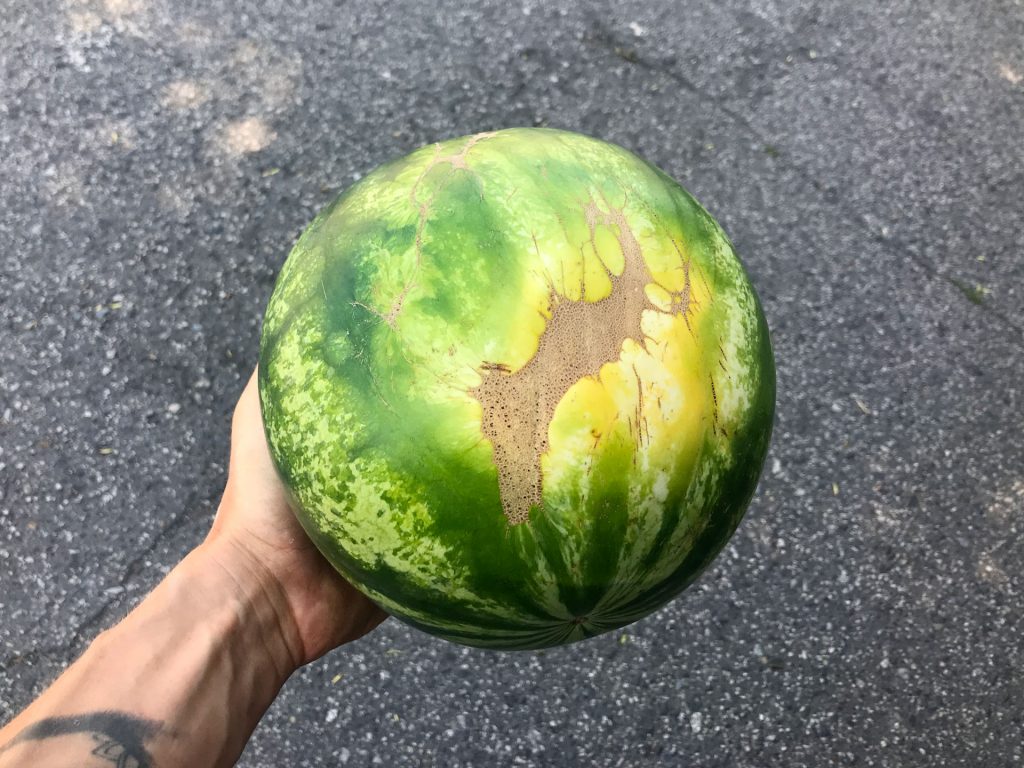 watermelon yellow spot